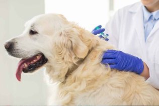 Veterinária